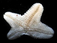 伯頓海燕藏品圖，第3張