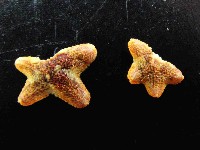 伯頓海燕藏品圖，第4張