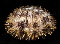 斑蘑海膽藏品圖，第4張