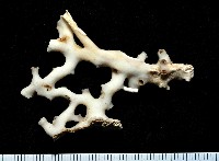 枝狀多目珊瑚藏品圖，第2張