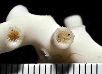 枝狀多目珊瑚藏品圖，第3張