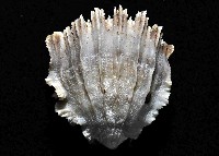卡諾貝里卡葵珊瑚藏品圖，第3張