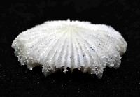  佛氏角杯珊瑚藏品圖，第4張