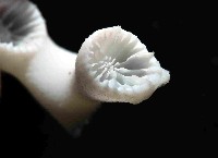 枝狀多目珊瑚藏品圖，第2張