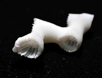 枝狀多目珊瑚藏品圖，第3張