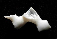 枝狀多目珊瑚藏品圖，第4張