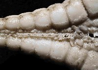 騎士章海星藏品圖，第4張