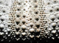 杜氏窪角海膽藏品圖，第2張