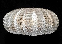 杜氏窪角海膽藏品圖，第3張