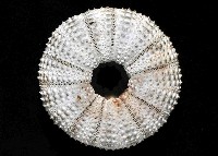 杜氏窪角海膽藏品圖，第4張