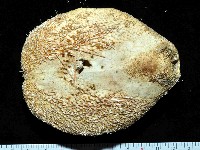 秀麗布萊海膽藏品圖，第3張