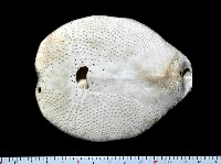 秀麗布萊海膽藏品圖，第7張