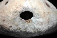 心形緣帶海膽藏品圖，第2張