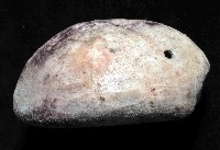 心形緣帶海膽藏品圖，第4張