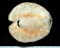 心形緣帶海膽藏品圖，第6張