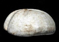 心形緣帶海膽藏品圖，第8張