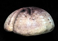 心形緣帶海膽藏品圖，第12張