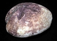 心形緣帶海膽藏品圖，第14張