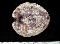 心形緣帶海膽藏品圖，第15張