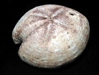 心形緣帶海膽藏品圖，第1張