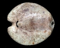 心形緣帶海膽藏品圖，第3張