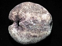 心形緣帶海膽藏品圖，第8張