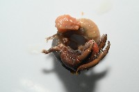 蛣蟹奴之一種藏品圖，第4張