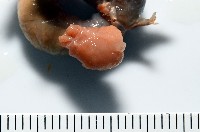 蛣蟹奴之一種藏品圖，第5張