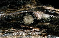 未知種鋸海膽藏品圖，第1張