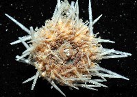 未知種鋸海膽藏品圖，第4張