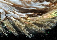 海鼠鱗沙蠶藏品圖，第3張