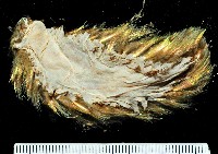 海鼠鱗沙蠶藏品圖，第4張