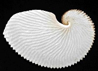扁船蛸藏品圖，第2張