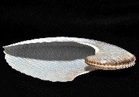 扁船蛸藏品圖，第4張