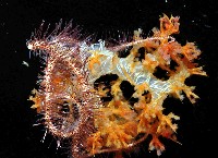 花棘刺蛇尾藏品圖，第4張