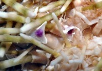 喇叭毒棘海膽藏品圖，第2張