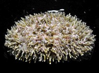 喇叭毒棘海膽藏品圖，第4張