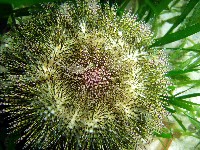 雜色角孔海膽藏品圖，第2張