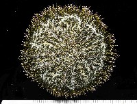 雜色角孔海膽藏品圖，第3張