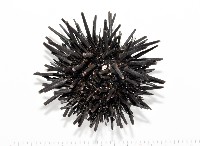 口鰓海膽藏品圖，第1張
