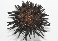 口鰓海膽藏品圖，第2張