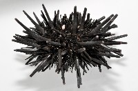 口鰓海膽藏品圖，第4張
