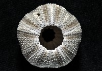 高腰海膽藏品圖，第3張