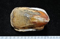 鴨嘴海豆芽藏品圖，第1張