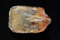 鴨嘴海豆芽藏品圖，第2張