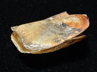 鴨嘴海豆芽藏品圖，第3張
