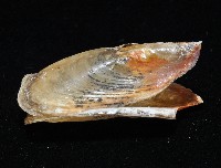 鴨嘴海豆芽藏品圖，第4張