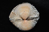 多刺鳥尾蛤藏品圖，第3張