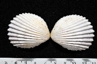 登錄號:006844-00047藏品圖，第1張