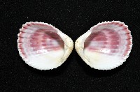 登錄號:006844-00047藏品圖，第2張